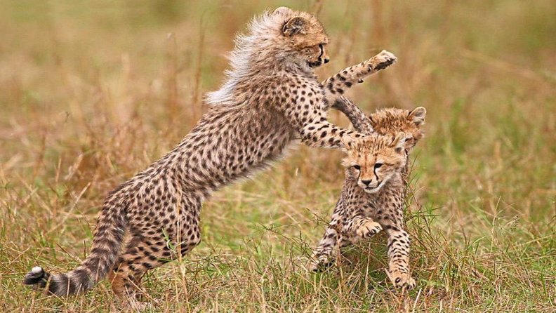 cheetah_at_play.jpg