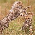 Cheetah at play