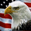 Bald Eagle and USA Flag F