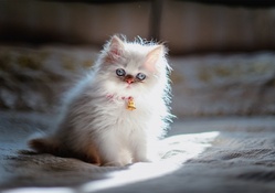 Cute Kitten ♥
