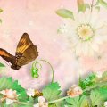 Butterfly Glory