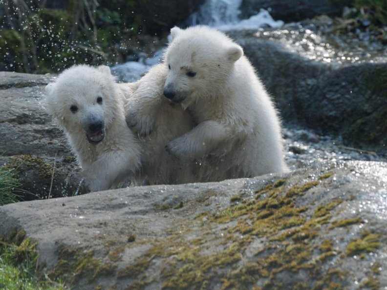 polar_bears_at_hellabrunn_zoo_munchen_germany.jpg
