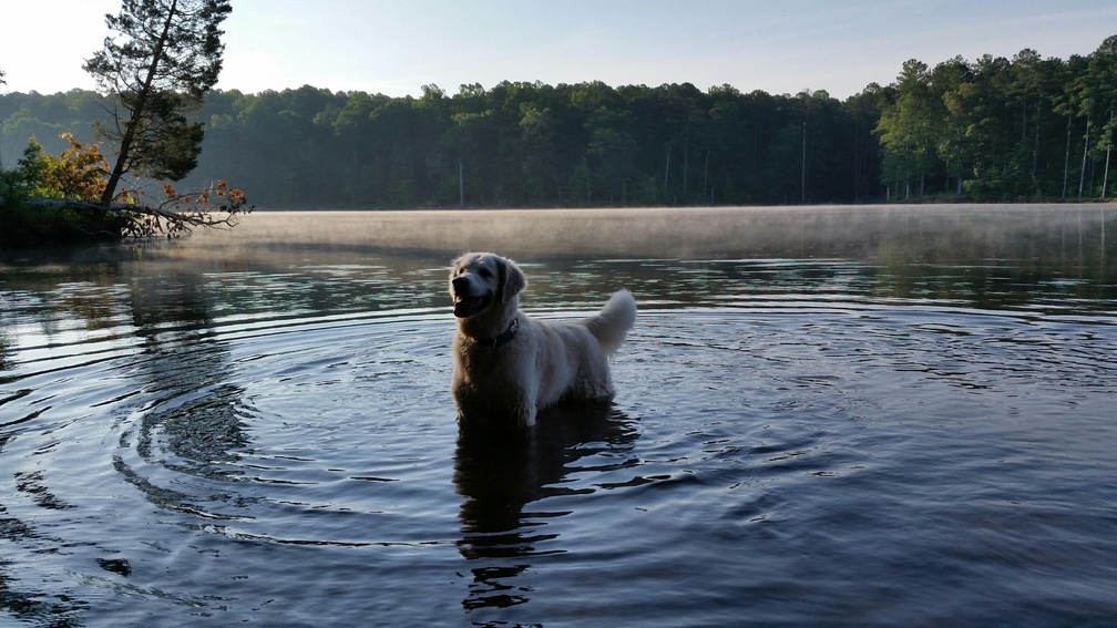 The dog In the Water