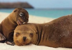 Seals, Mother &amp; Baby At Beach