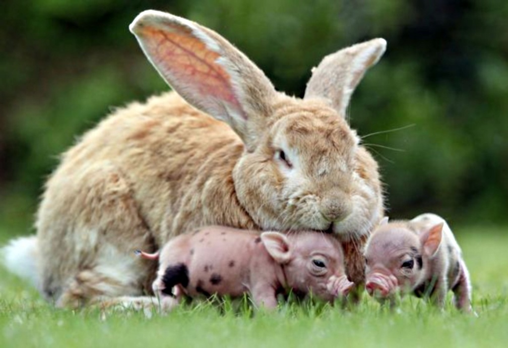 Bunny and piglets