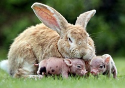 Bunny and piglets