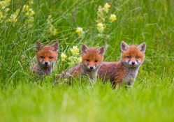 Adorable Young Foxes