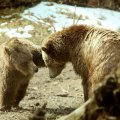 Grizzly Bears Playing