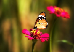 Bright Daisy's Butterfly