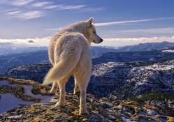 Artic White Wolf