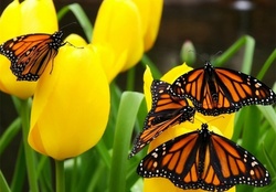Regal Monarchs