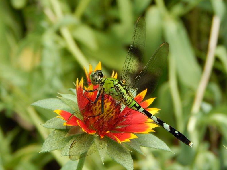 dragonfly_and_flower.jpg