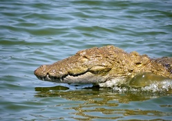 Crocodile Strike