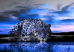 Blue Jaguar Lampart