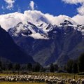 sheep grazing under majestic mountains