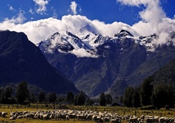 sheep grazing under majestic mountains