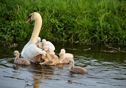 Young Cygnets