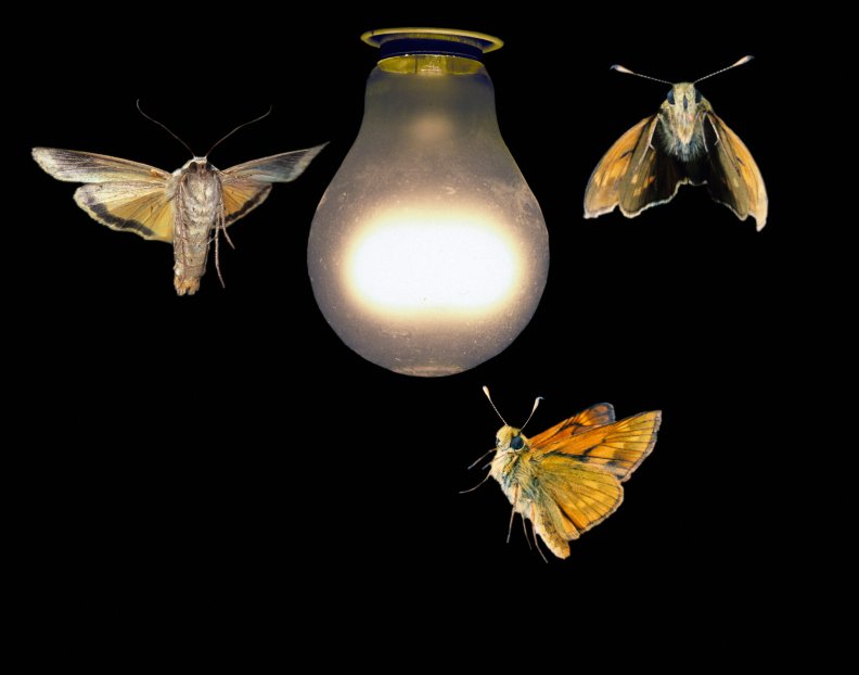 moths around a lightbulb