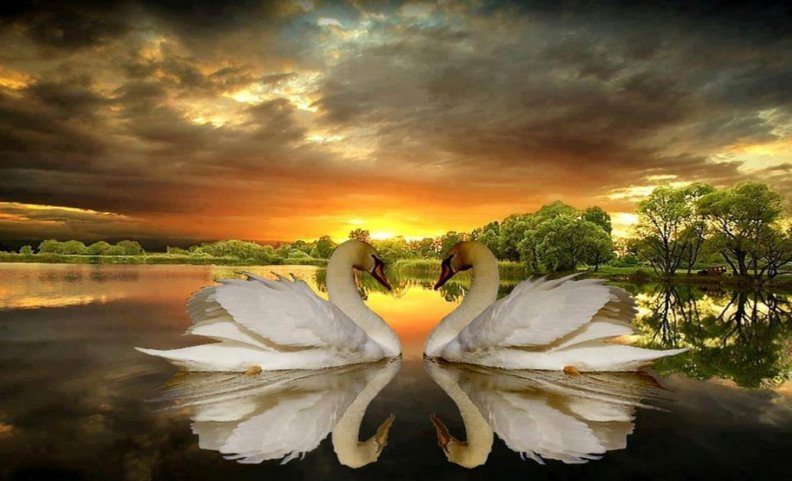 beautiful_swans_at_sunset.jpg
