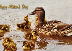 Mother's Day Mallard 1