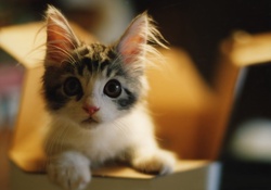 Cute Kitty
