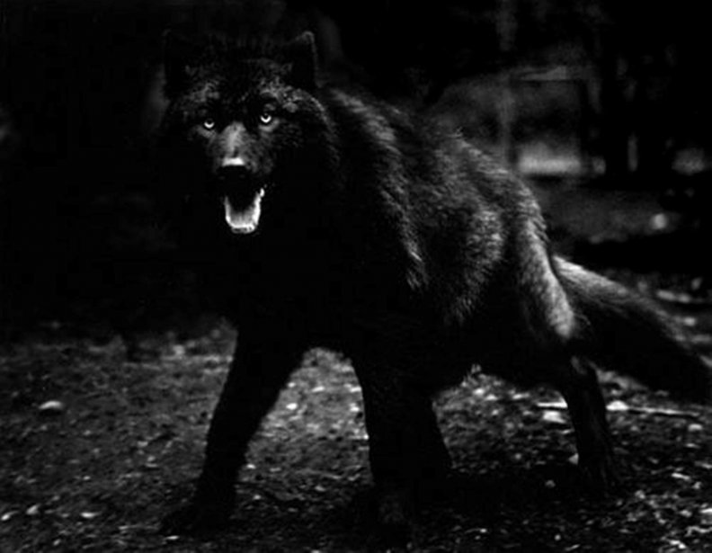BLACK WOLF OUT OF THE DARK
