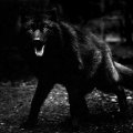 BLACK WOLF OUT OF THE DARK