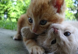 sweet kitties