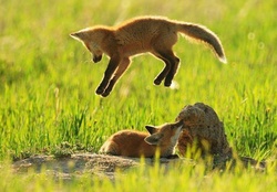 Fox puppies