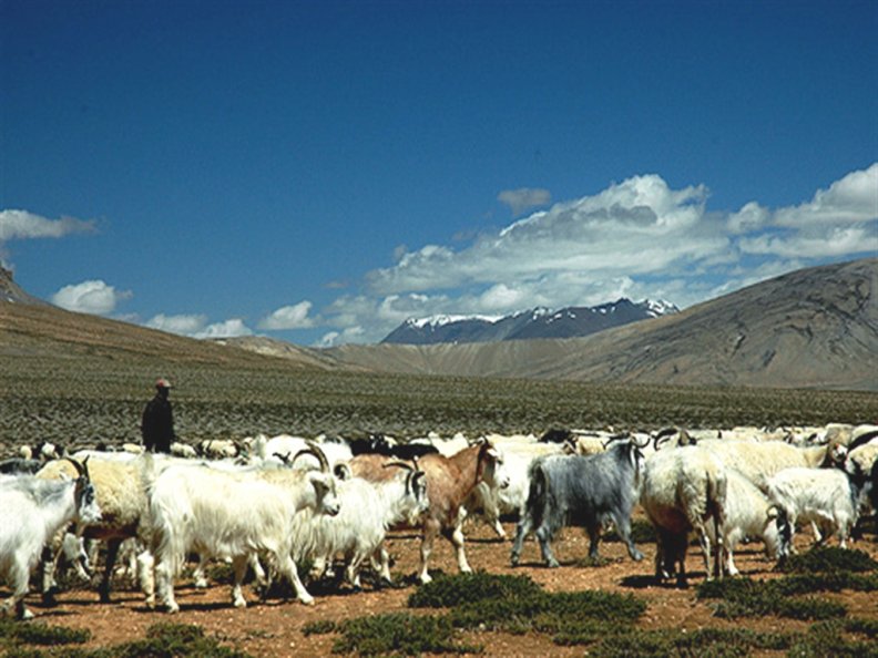 Blue sheep of Himalayas