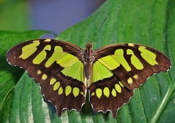 GREEN AND BLACK BUTTERFLY