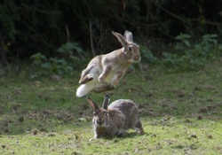 wild bunnies
