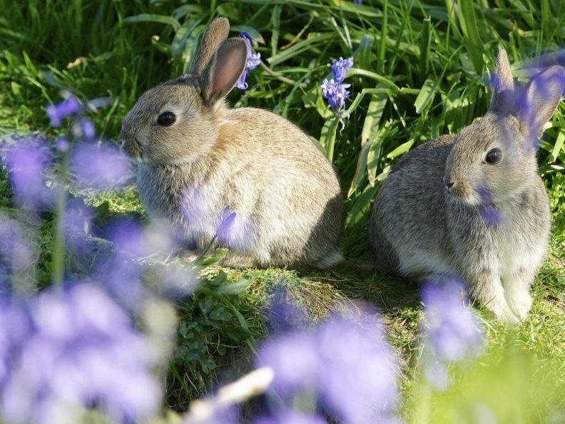 rabits on the meadow