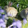 rabits on the meadow