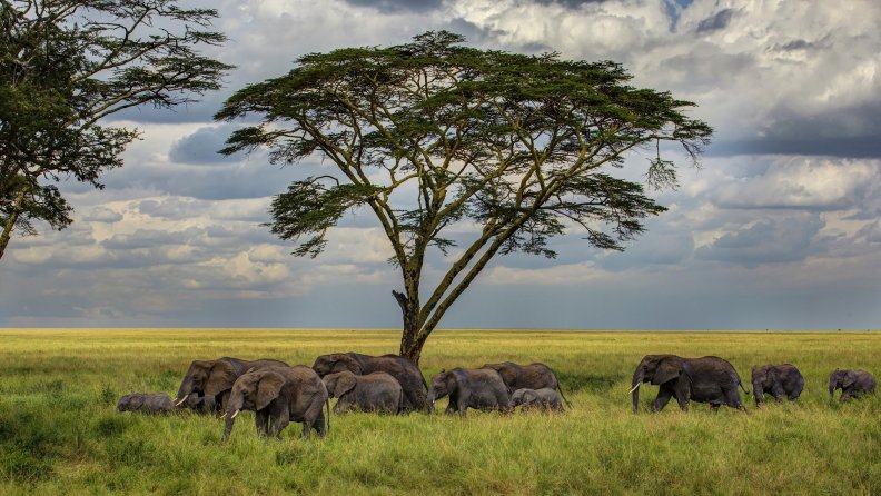 a_herd_of_elephants_on_the_savanna_hdr.jpg