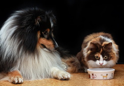 Dog and cat
