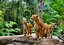 The lion family