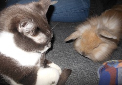 kitty and rabbit