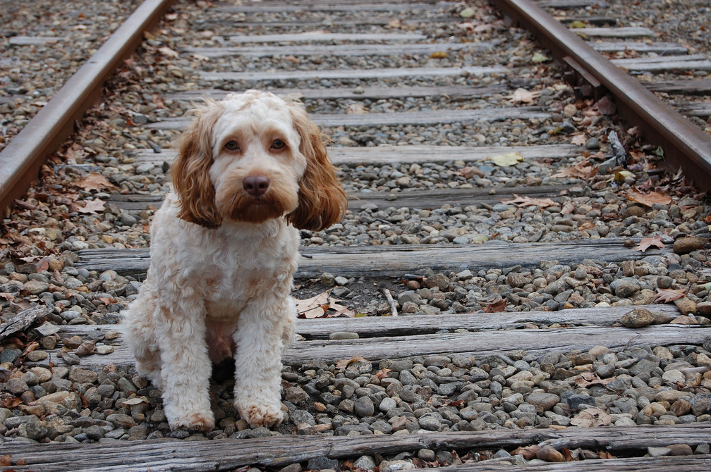 Dog on the train track