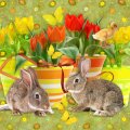 Bunnies and Tulips