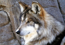 Arabian wolf