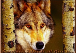 Iberian Wolf_4