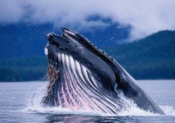 magnificent blue whale