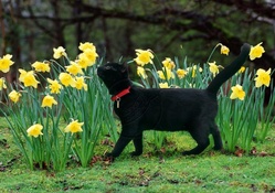 black kitty sniffing daffodils