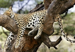 Jaguar sleeping on a tree