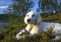 A Puppy In The Great Outdoors