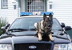dog on police car