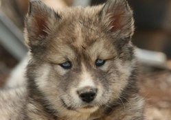 wolf pup