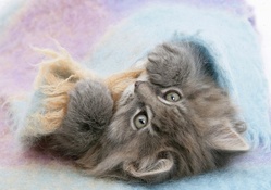cute kitten under a blanket