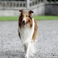 LASSIE  COMING HOME